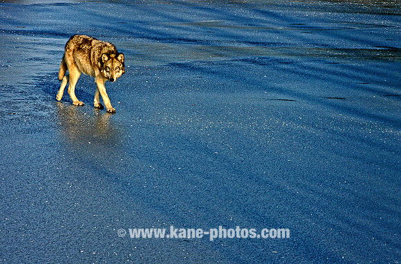 Grey Wolf (Indiana)