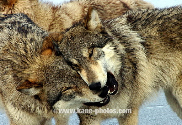 Gray Wolves (Indiana)
